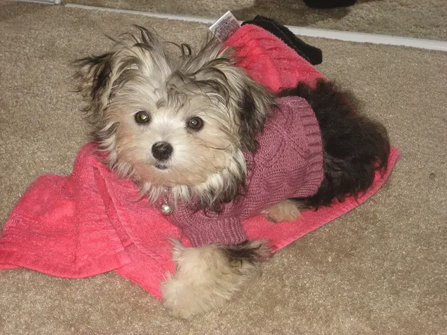 Morkie