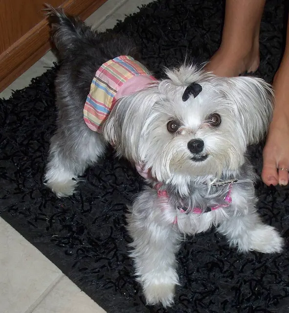 Morkie
