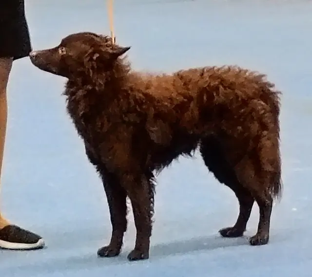 Mudi