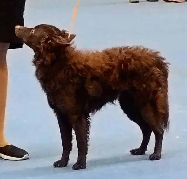 Mudi