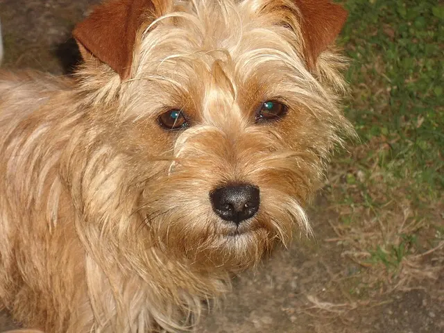 Norfolk Terrier