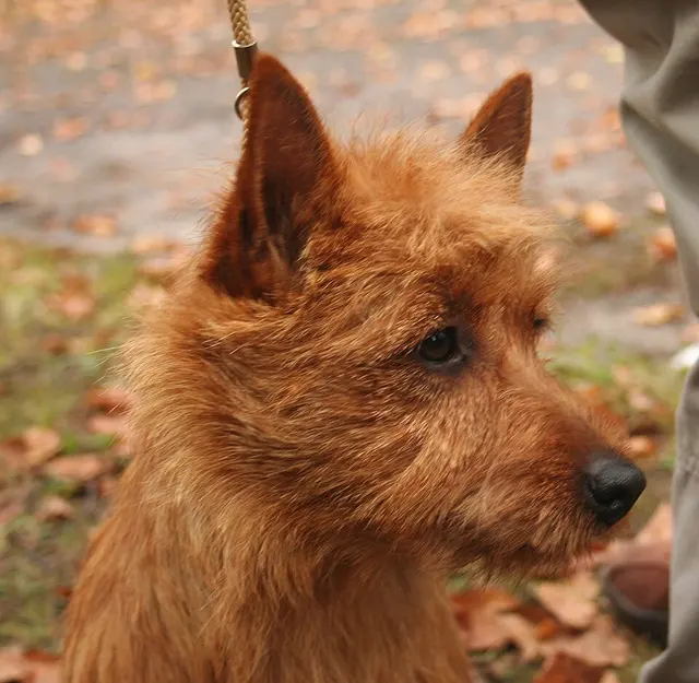 Norwich Terrier