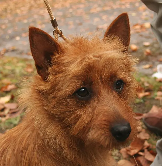 Norwich Terrier