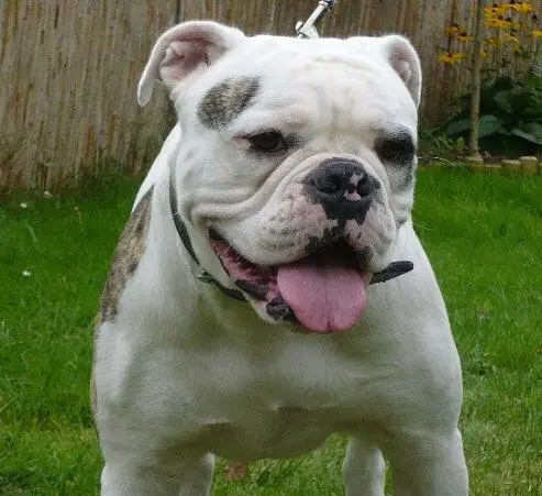 Olde English Bulldogge