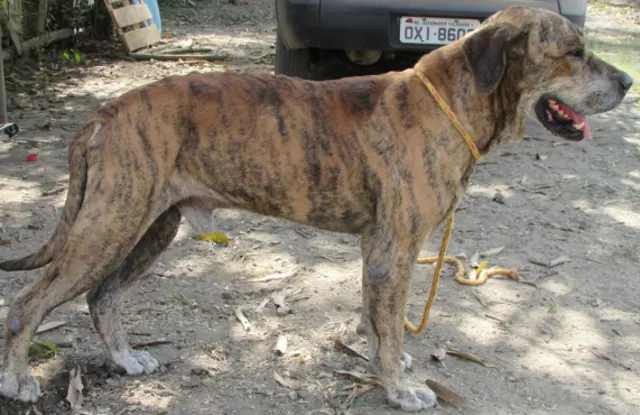 Original Fila Brasileiro