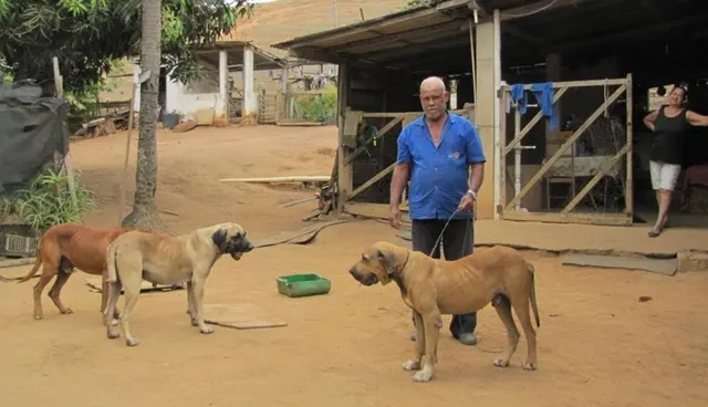 Original Fila Brasileiro