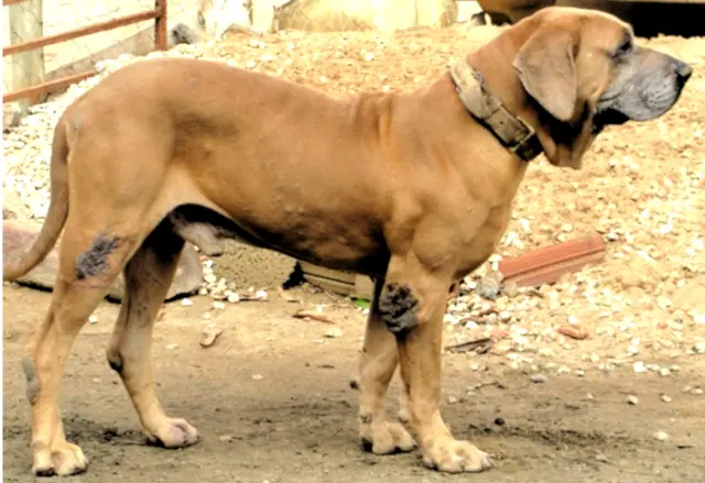 Original Fila Brasileiro