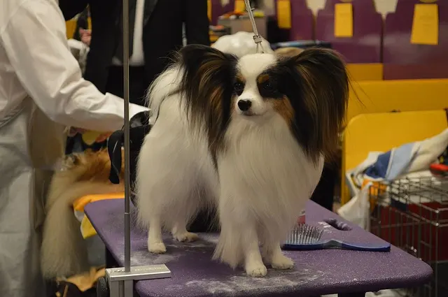 Papillon