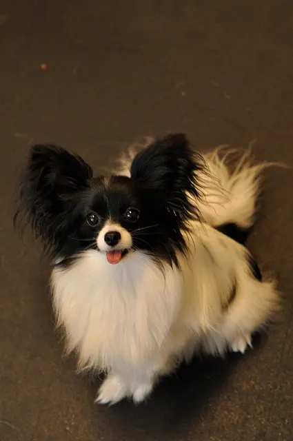 Papillon