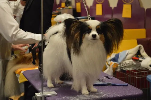 Papillon