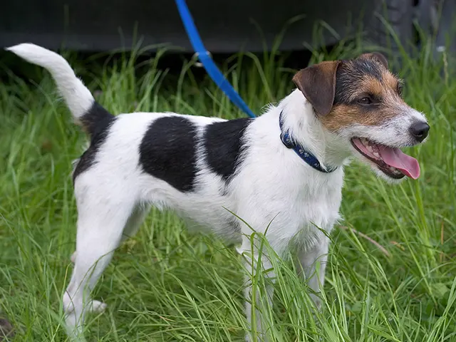 Parson Russell terrier