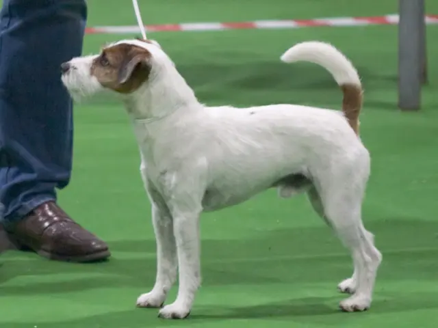 Parson Russell terrier