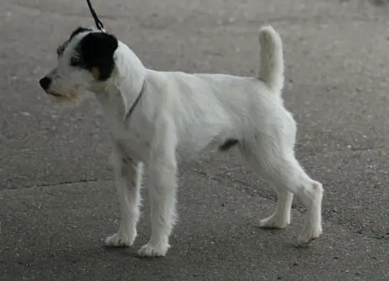 Parson Russell terrier