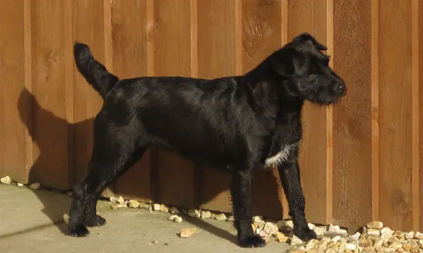 Patterdale Terrier