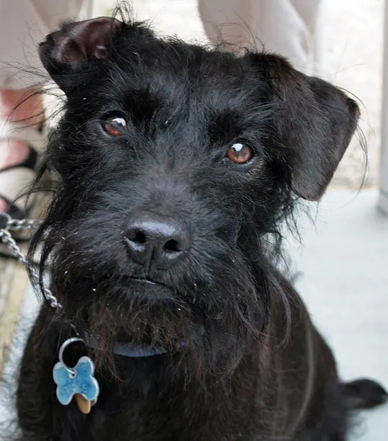Patterdale Terrier