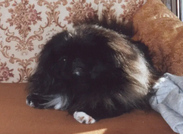 Pékinois