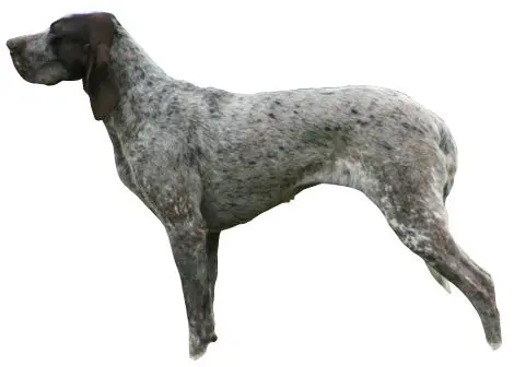 Perdiguero de Burgos