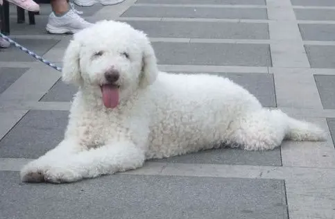 Perro de Agua Cantábrico