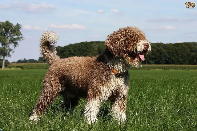 Perro de Agua Cantábrico