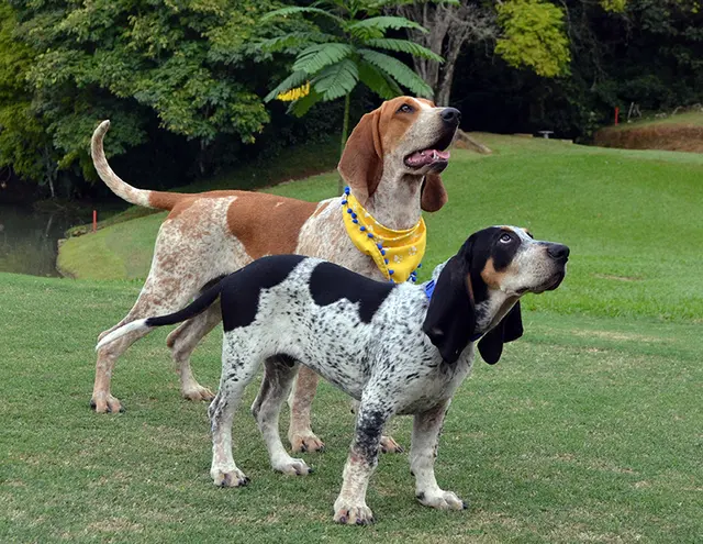 Perro fino Colombiano