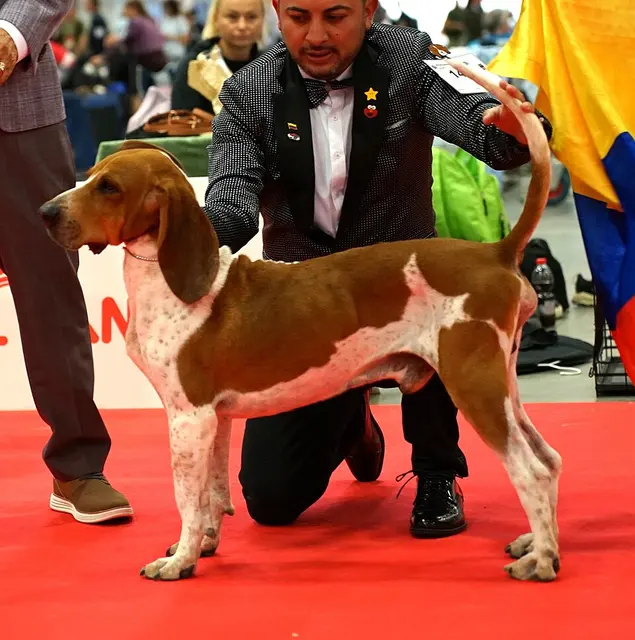 Perro fino Colombiano