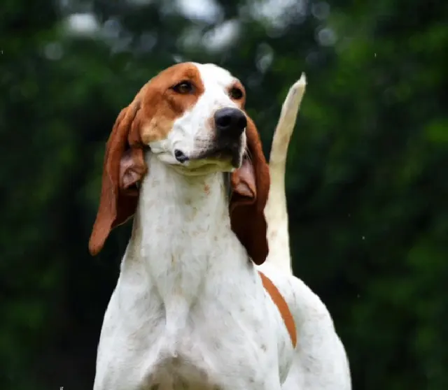 Perro fino Colombiano