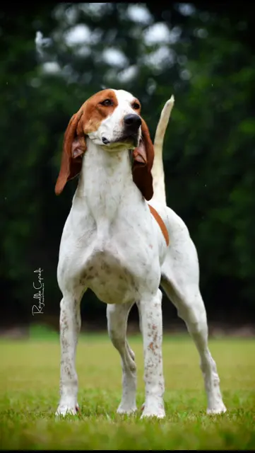 Perro fino Colombiano