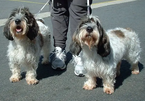 Petit basset griffon Vendéen