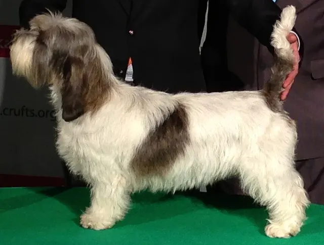 Petit basset griffon Vendéen