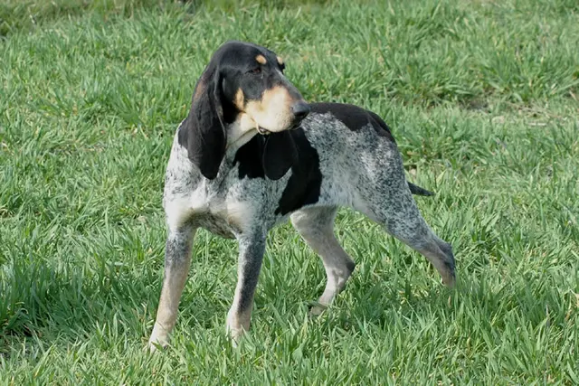 Petit bleu de Gascogne