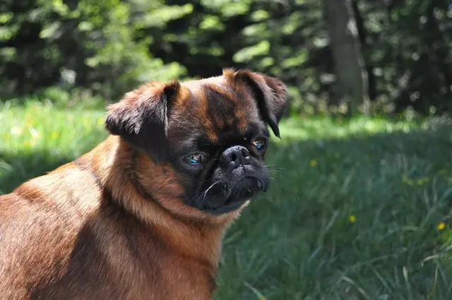 Petit brabançon