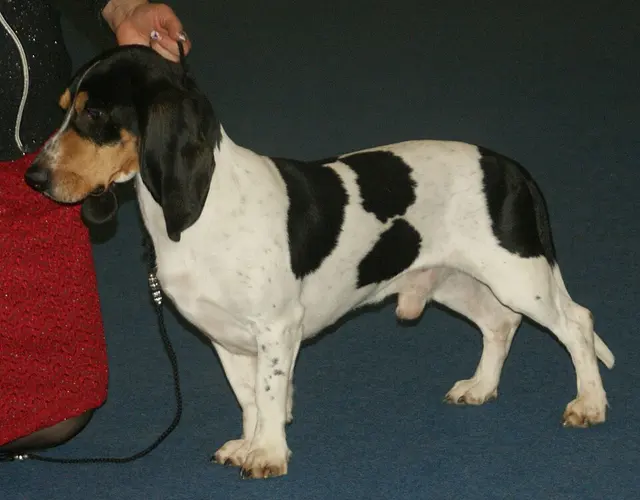 Petit chien courant suisse