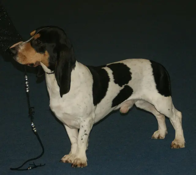 Petit chien courant suisse