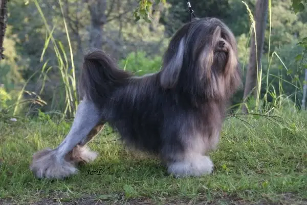 Petit chien lion