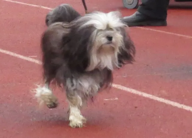 Petit chien lion
