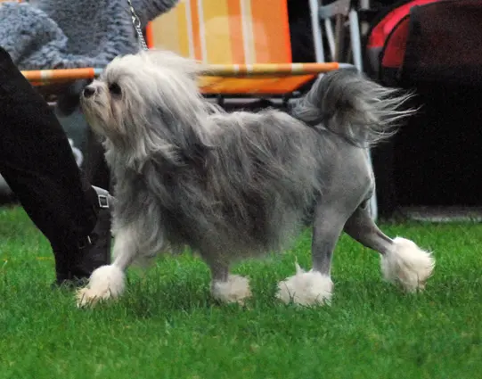 Petit chien lion