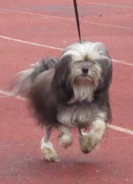 Petit chien lion