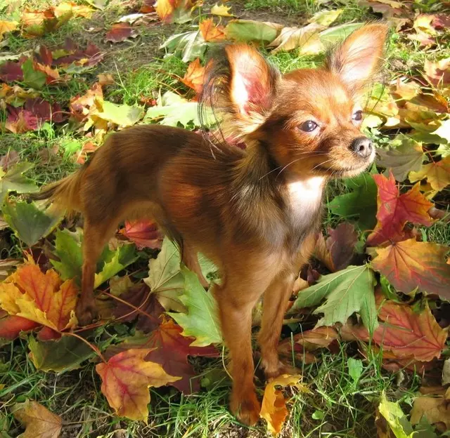 Petit chien russe