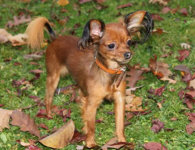 Petit chien russe