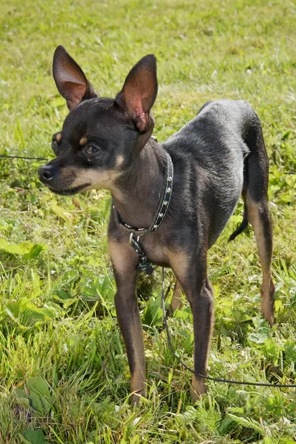 Petit chien russe