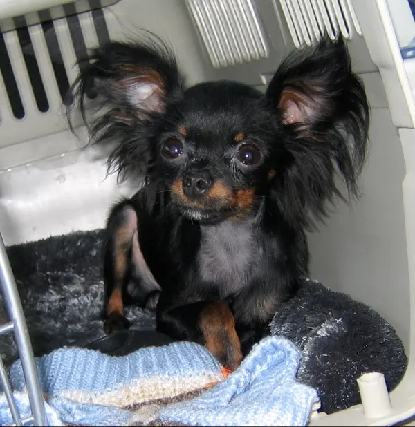 Petit chien russe
