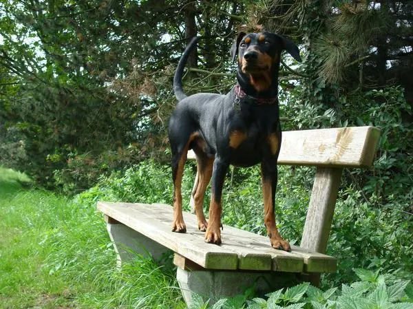 Pinscher allemand