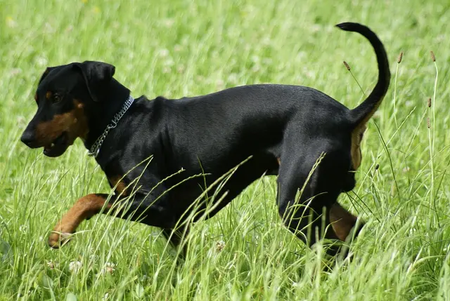 Pinscher allemand