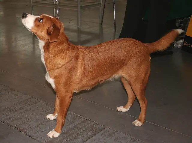 Pinscher autrichien