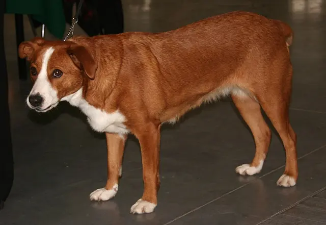 Pinscher autrichien