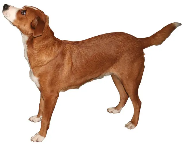 Pinscher autrichien