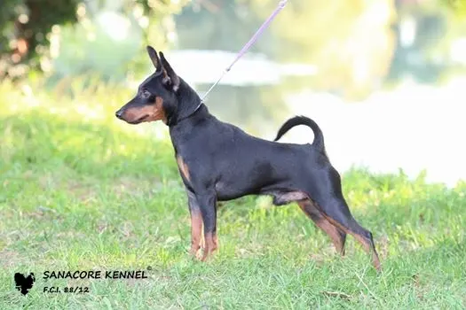 Pinscher nain
