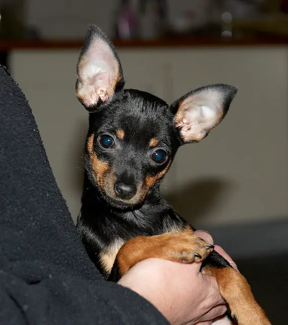 Pinscher nain