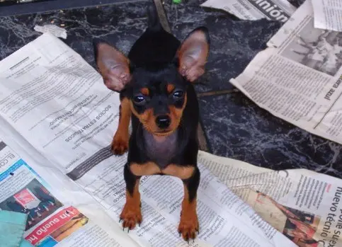 Pinscher nain