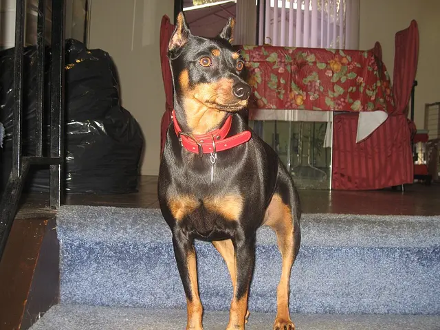 Pinscher nain